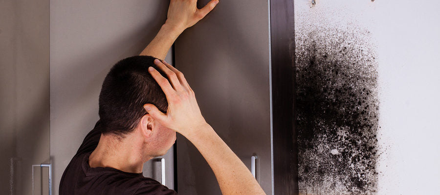 Your Summer Guide to Mold